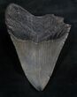 Bargain Megalodon Tooth #8020-1